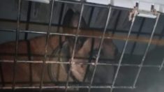 Marseille : un agent de sécurité soupçonné d’avoir enfermé son chien dans le coffre de sa voiture pendant des mois