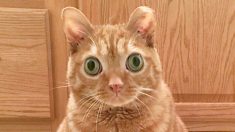 Un chat aux yeux exorbités et au regard constamment étonné est célèbre sur Instagram