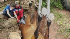 [Photos] Le périlleux sauvetage d’un cheval coincé sur le dos dans un fossé – il a été sauvé par des pompiers de l’Hérault