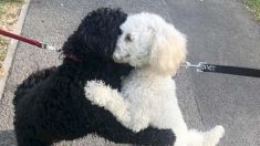 Deux chiens, frère et sœur, se retrouvent après 10 mois et partagent un câlin: «Ils se sont souvenus l’un de l’autre»