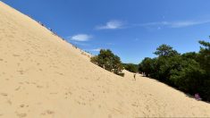 Dune du Pilat: un sanglier déambule au milieu de la foule pour aller s’hydrater