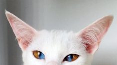 Rencontrez ce superbe chat blanc aux yeux bicolores, il est atteint d’une maladie génétique rare
