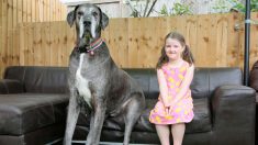 Freddy, le plus grand chien au monde, mesure plus de 2 m et pourrait maintenant être le plus vieux dogue allemand au monde