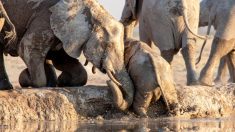 Une vidéo réconfortante montre comment des éléphants ont sauvé un éléphanteau ayant glissé dans un trou d’eau