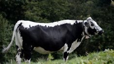 Vosges : sans le vouloir, un éleveur crée un nouveau fromage aux saveurs inédites