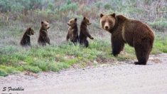 Le grizzly le plus célèbre du monde sort de son hibernation avec ses quatre petits