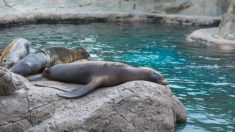 Un aquarium forcé de fermer indique qu’il pourrait avoir à euthanasier des centaines d’animaux s’il ne sont pas repris