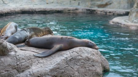 Un aquarium forcé de fermer indique qu’il pourrait avoir à euthanasier des centaines d’animaux s’il ne sont pas repris