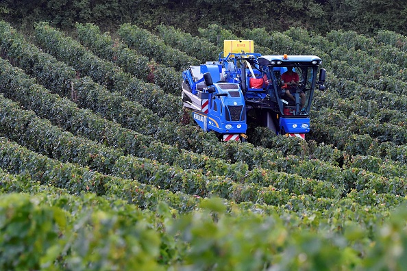 -Un vigneron conduit un tracteur vendangeur dans un vignoble rouge du château Haut Lorettes près de Teuillac, dans la région de Bordeaux, dans le sud-ouest de la France. Photo GEORGES GOBET / AFP via Getty Images.
