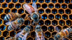 Nièvre : les ruches du Parc naturel régional du Morvan ont été volées