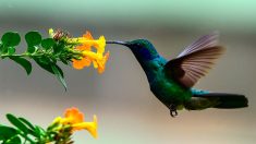 Les colibris sont capables de percevoir des couleurs que les humains ne peuvent pas voir