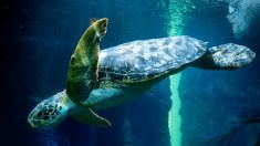 Australie: des drones pour recenser et mieux protéger les tortues marines