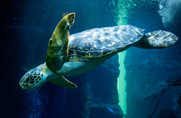 -Illustration- Une tortue de mer verte lourde de 45 ans, 1,5 mètre de long et 100 kilogrammes nage le 28 janvier 2020. Photo par JOE KLAMAR / AFP via Getty Images.
