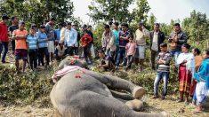 Inde : une éléphante tuée après avoir mangé un fruit rempli de pétards