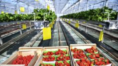 Pourquoi les fraises d’Espagne sont-elles beaucoup moins chères que celles de France?