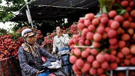 Au Vietnam, les agriculteurs luttent pour écouler des milliers de tonnes de litchis