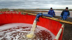 Arctique russe: rejet d’eaux usées dans une usine d’enrichissement de minerai