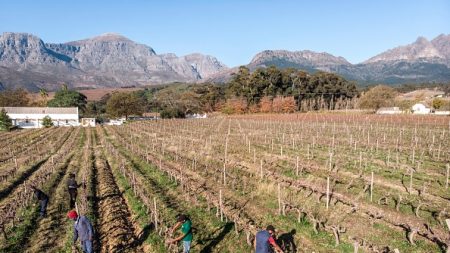 La gueule de bois des vignerons sud-africains en pleine pandémie