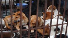 Vietnam : un couple arrêté pour avoir empoisonné des dizaines de chiens et de chats