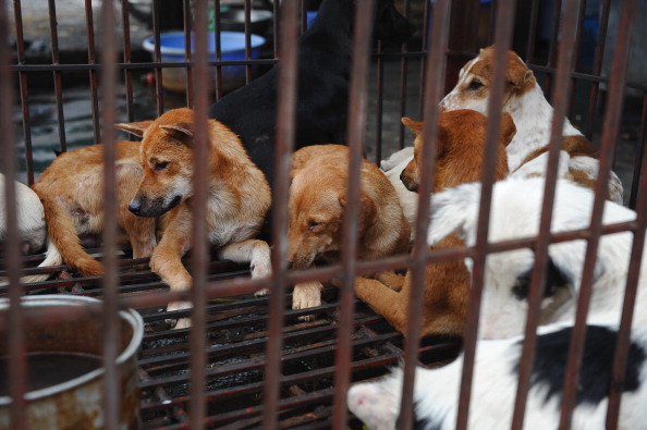 Des chiens enfermés dans une cage dans un abattoir de chiens à Hanoi. (Photo : HOANG DINH NAM/AFP/GettyImages)