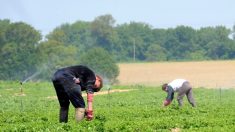 Virus du PCC : nouveau foyer découvert parmi des travailleurs agricoles saisonniers dans les Bouches-du-Rhône