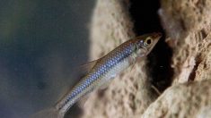 Normandie : un poisson asiatique porteur d’un parasite a été détecté dans les cours d’eau, une grave menace pour ses congénères