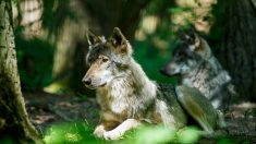 Un loup s’aventurant dans une zone habitée continue d’être protégé par les lois de l’Union Européenne