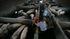 Chine : découverte d’un virus de grippe porcine susceptible de provoquer une prochaine pandémie