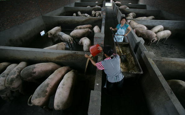 Des travailleurs nourrissent des porcs dans un élevage de porcs dans la municipalité de Chongqing, en Chine. (Photo : China Photos/Getty Images)