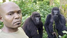 Un gardien de parc fait des selfies en compagnie de gorilles de montagne dans un sanctuaire des singes orphelins