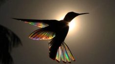 Un photographe capture des images incroyables des ailes d’un colibri, lumineuses comme des arcs-en-ciel