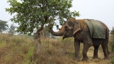 Un éléphant aveugle maltraité est libéré après avoir passé 40 ans à mendier pour son propriétaire