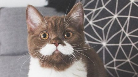 Un chaton avec une adorable moustache blanche et un smoking gagne 60.000 admirateurs sur Instagram