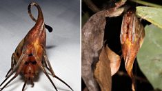 Récit de la découverte d’une nouvelle espèce d’araignée mimétique déguisée en feuilles séchées dans la forêt tropicale chinoise
