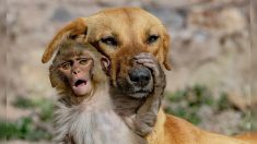 Une chienne « adopte » un bébé singe orphelin de 10 jours après que ses parents ont été empoisonnés