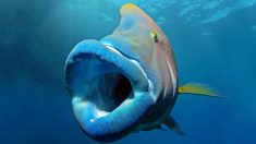 Un poisson napoléon géant aux lèvres énormes, immortalisé par un photographe australien: incroyable!