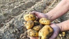 Seine-et-Marne : un jeune agriculteur obligé de jeter 30 tonnes de pommes de terre à cause du confinement