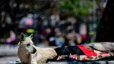 Lyon : des passants reprochent à des SDF de maltraiter leur chien, ils sont violemment pris à partie