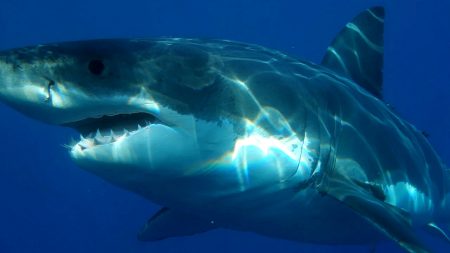 Des pêcheurs filment un grand requin blanc au large de la Camargue