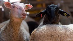 Drancy : plusieurs animaux volés dans une ferme retrouvés dans une camionnette garée dans un camp de Roms