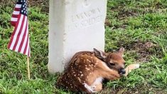 Un petit faon est repéré dans un cimetière, blotti contre la pierre tombale d’un soldat inconnu