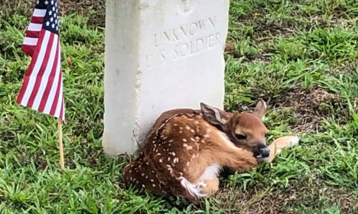 (Crédit photo: Une photo du Service des parcs nationaux des États-Unis (National Park Service), prise au Camp d'Andersonville ("Andersonville National Historic Site"))