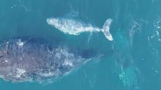 Un père australien photographie un baleineau à bosse blanc «extrêmement rare», à l’aide d’un drone