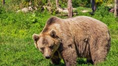 Ariège : un ours a été abattu par balles – «Cet acte est illégal et profondément condamnable»