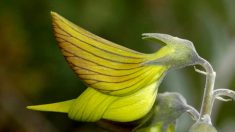 Les pétales de cette fleur australienne ressemblent à de parfaits petits colibris