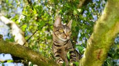 Chambéry : le sauvetage de Cookie, petite chatte coincée depuis 4 jours dans un arbre à 20 m de haut