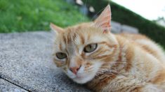 Meuse : une chatte âgée « retrouvée agonisante et blessée au cou » dans la rue