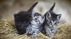 Côtes-d’Armor : elle trouve 13 chatons abandonnés dans un fossé et les sauve d’une mort certaine
