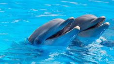 Loire-Atlantique : le dauphin né au parc animalier Planète sauvage est mort
