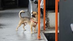 Gironde : la laisse de son chien reste coincée dans la porte du tramway, il est traîné sur plusieurs mètres